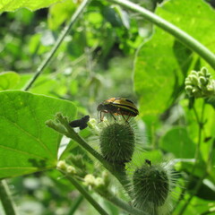 Agonosoma flavolineatum