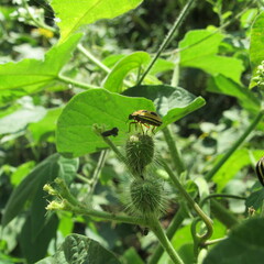 Agonosoma flavolineatum