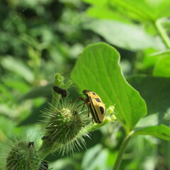 Agonosoma flavolineatum