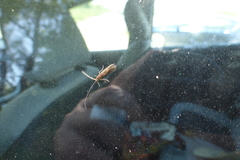 Mystacides interjectus