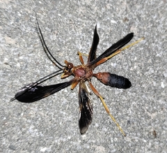 Tmetogaster nubilipennis