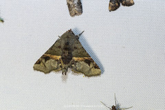 Targalla subocellata