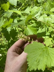 Ribes hudsonianum