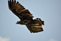 Buteogallus