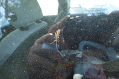 Mystacides interjectus