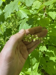 Ribes hudsonianum