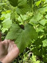 Ribes hudsonianum