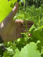 Ribes hudsonianum