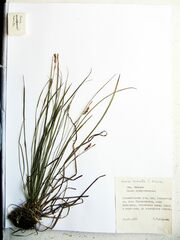 Carex pediformis