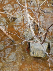 Nerodia clarkii compressicauda