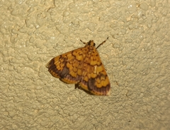 Portentomorphini