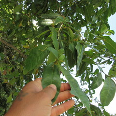 Angiospermae