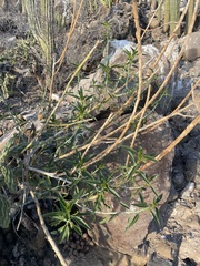 Ditaxis brandegeei