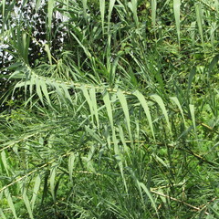 Poaceae