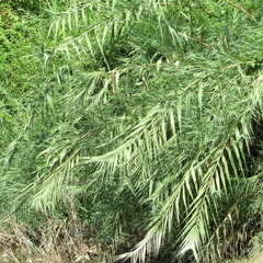Poaceae
