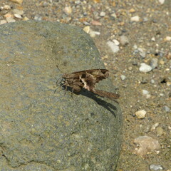 Chioides