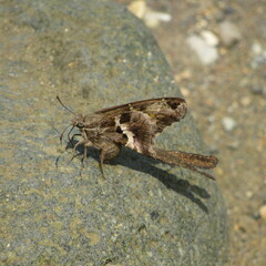 Chioides