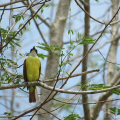 Pitangus sulphuratus