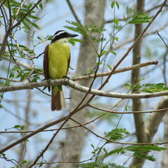 Pitangus sulphuratus