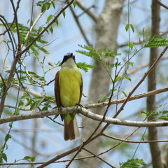 Pitangus sulphuratus