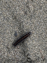 Nyctemera annulata × amicus