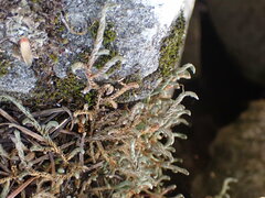 Selaginella wallacei image