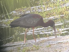 Plegadis chihi × Plegadis falcinellus