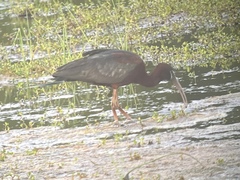 Plegadis chihi × Plegadis falcinellus