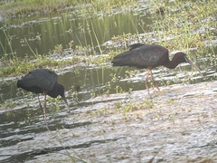 Plegadis chihi × Plegadis falcinellus