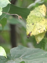 Pseudagrion pilidorsum