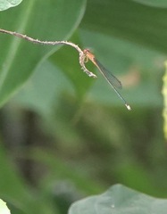 Pseudagrion pilidorsum