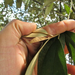 Angiospermae