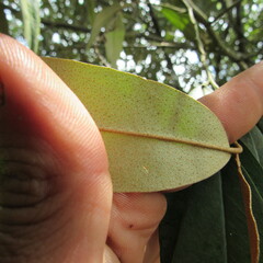 Angiospermae