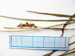 Carex pediformis