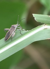 Physomerus grossipes