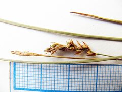 Carex pediformis
