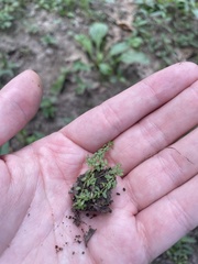 Callitriche terrestris