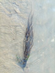 Gracilariaceae