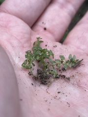 Callitriche terrestris