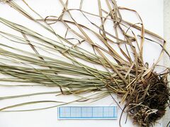 Carex pediformis