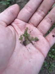 Callitriche terrestris