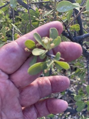 Sideroxylon occidentale