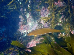 Odax pullus