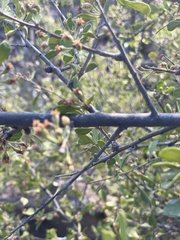 Sideroxylon occidentale