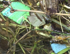 Pseudagrion pilidorsum