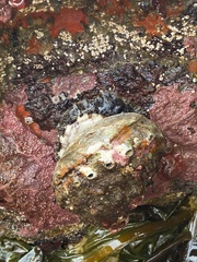 Haliotis kamtschatkana