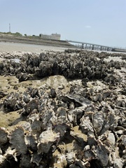 Magallana gigas