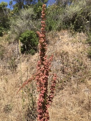 Rumex crispus crispus