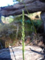 Platanthera unalascensis