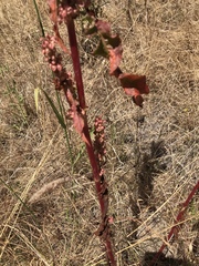 Rumex crispus crispus